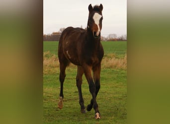 Quarter Pony, Stallone, 1 Anno, 148 cm, Overo-tutti i colori