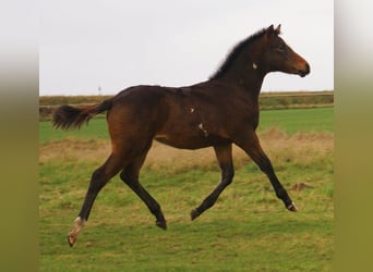 Quarter Pony, Stallone, 1 Anno, 148 cm, Overo-tutti i colori