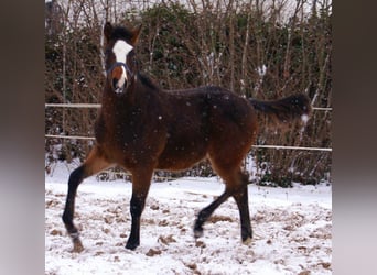 Quarter Pony, Stallone, 1 Anno, 148 cm, Overo-tutti i colori