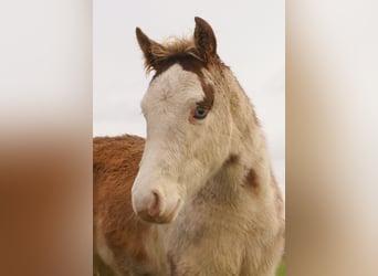 Quarter Pony, Stallone, 1 Anno, 148 cm, Overo-tutti i colori