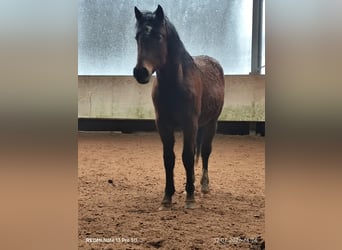 Quarter Pony Mix, Stallone, 2 Anni, 150 cm, Baio