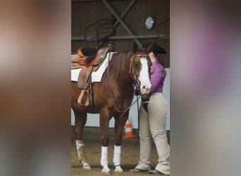 Quarter Pony, Stallone, 6 Anni, 148 cm, Sauro