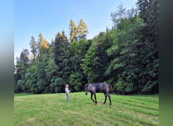 Quarter Pony, Stallone, Puledri (04/2025), 145 cm, Leardo