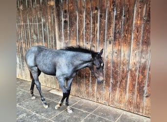 Quarter Pony, Stallone, Puledri (04/2025), 145 cm, Leardo