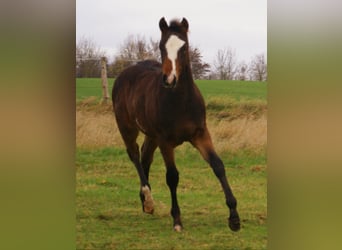 Quarter Pony, Stallone, Puledri (06/2025), 148 cm, Overo-tutti i colori