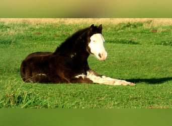 Quarter Pony, Stallone, Puledri
 (06/2023), 148 cm, Overo-tutti i colori