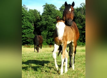 Quarter Pony, Stallone, Puledri
 (06/2023), 148 cm, Overo-tutti i colori
