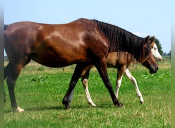Quarter Pony, Stallone, Puledri
 (06/2023), 148 cm, Overo-tutti i colori
