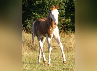 Quarter Pony, Stallone, Puledri (07/2026), 148 cm, Overo-tutti i colori