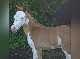 Quarter Pony, Stallone, Puledri (07/2026), 148 cm, Overo-tutti i colori