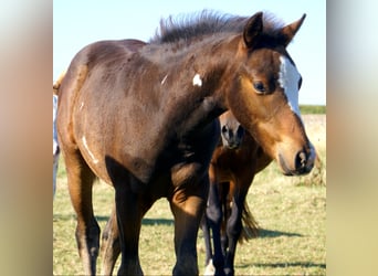 Quarter Pony, Stallone, Puledri (06/2025), 148 cm, Overo-tutti i colori