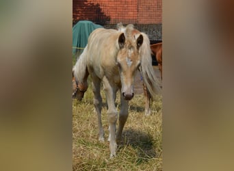 Quarter Pony, Stallone, Puledri
 (05/2024), 150 cm, Champagne