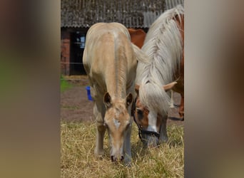 Quarter Pony, Stallone, Puledri
 (05/2024), 150 cm, Champagne