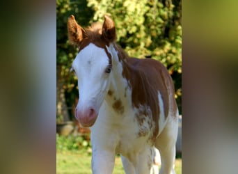 Quarter Pony, Stallone, Puledri (08/2025), 150 cm, Overo-tutti i colori