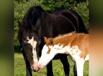 Quarter Pony, Stallone, Puledri (08/2025), 150 cm, Overo-tutti i colori