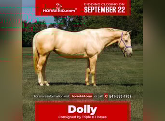 Quarter Pony, Stute, 10 Jahre, 145 cm, Palomino