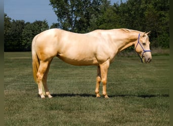 Quarter Pony, Stute, 10 Jahre, 145 cm, Palomino