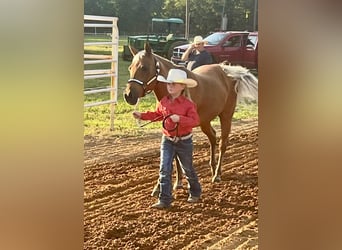 Quarter Pony, Stute, 10 Jahre, Palomino