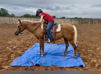 Quarter Pony, Stute, 10 Jahre, Palomino