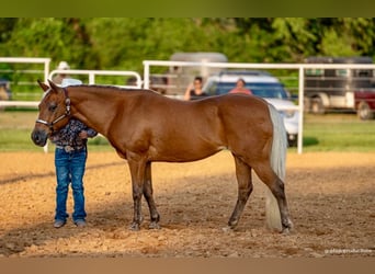 Quarter Pony, Stute, 10 Jahre, Palomino