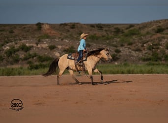 Quarter Pony, Stute, 11 Jahre, 132 cm, Buckskin