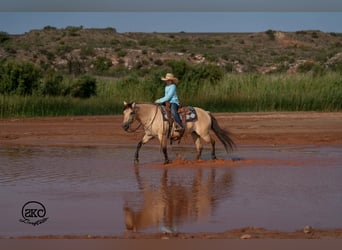 Quarter Pony, Stute, 11 Jahre, 132 cm, Buckskin