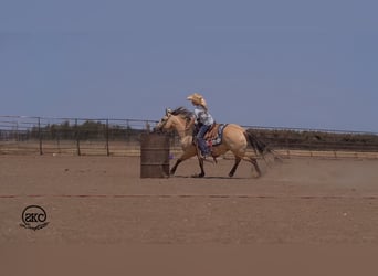 Quarter Pony, Stute, 11 Jahre, 132 cm, Buckskin