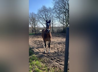 Quarter Pony Mix, Stute, 11 Jahre, 150 cm, Buckskin