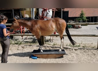 Quarter Pony Mix, Stute, 11 Jahre, 150 cm, Buckskin