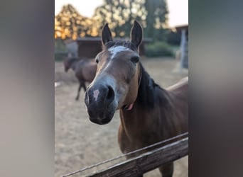 Quarter Pony Mix, Stute, 11 Jahre, 150 cm, Buckskin