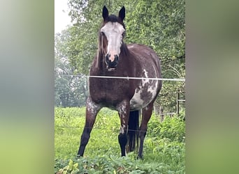 Quarter Pony, Stute, 11 Jahre, 155 cm, Overo-alle-Farben