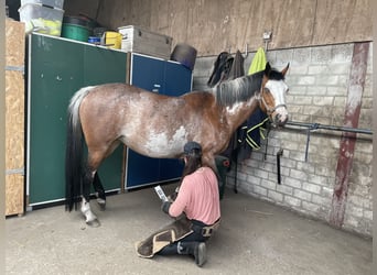 Quarter Pony, Stute, 11 Jahre, 155 cm, Overo-alle-Farben