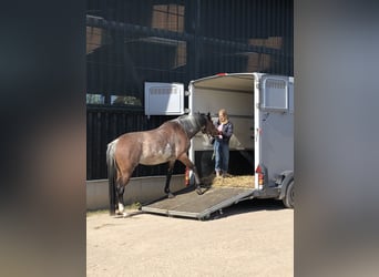 Quarter Pony, Stute, 11 Jahre, 155 cm, Overo-alle-Farben