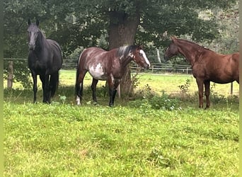 Quarter Pony, Stute, 11 Jahre, 155 cm, Overo-alle-Farben