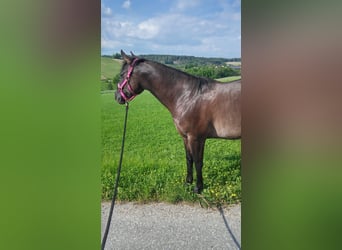 Quarter Pony, Stute, 11 Jahre, Grullo