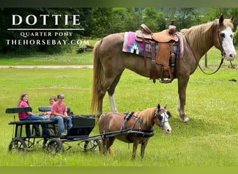 Quarter Pony, Stute, 12 Jahre, 137 cm, Rotfuchs