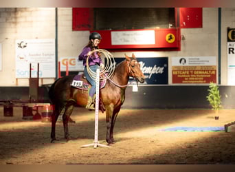 Quarter Pony Mix, Stute, 12 Jahre, 151 cm, Brauner