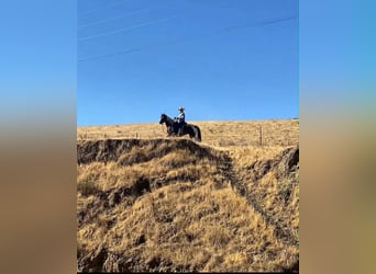 Quarter Pony, Stute, 13 Jahre, 135 cm, Tobiano-alle-Farben