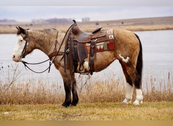 Quarter Pony, Stute, 13 Jahre, 137 cm, Buckskin