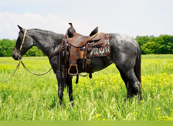 Quarter Pony, Stute, 13 Jahre, 142 cm, Roan-Blue