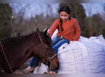 Quarter Pony, Stute, 13 Jahre, 142 cm, Rotbrauner