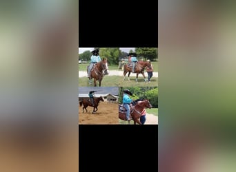 Quarter Pony Mix, Stute, 13 Jahre, 145 cm, Dunkelfuchs