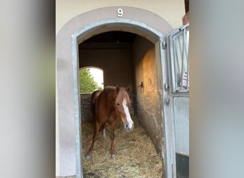 Quarter Pony, Stute, 13 Jahre, 147 cm, Falbe