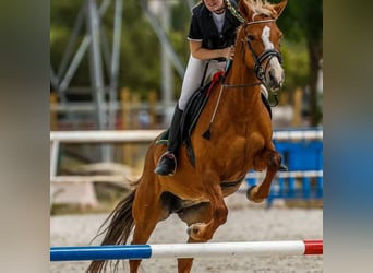 Quarter Pony, Stute, 13 Jahre, 147 cm, Falbe