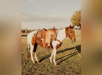 Quarter Pony, Stute, 13 Jahre