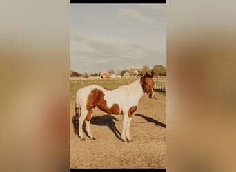 Quarter Pony, Stute, 13 Jahre