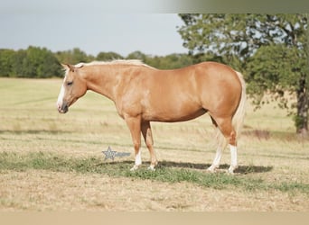 Quarter Pony, Stute, 14 Jahre, 132 cm, Palomino