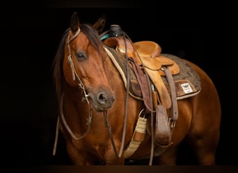 Quarter Pony, Stute, 14 Jahre, 137 cm, Rotbrauner