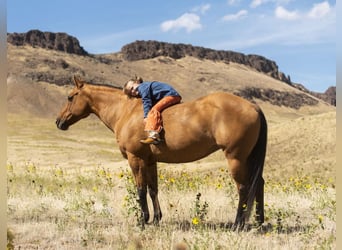 Quarter Pony, Stute, 14 Jahre, 140 cm, Falbe