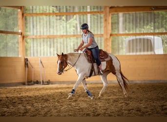 Quarter Pony, Stute, 14 Jahre, 148 cm, Schecke